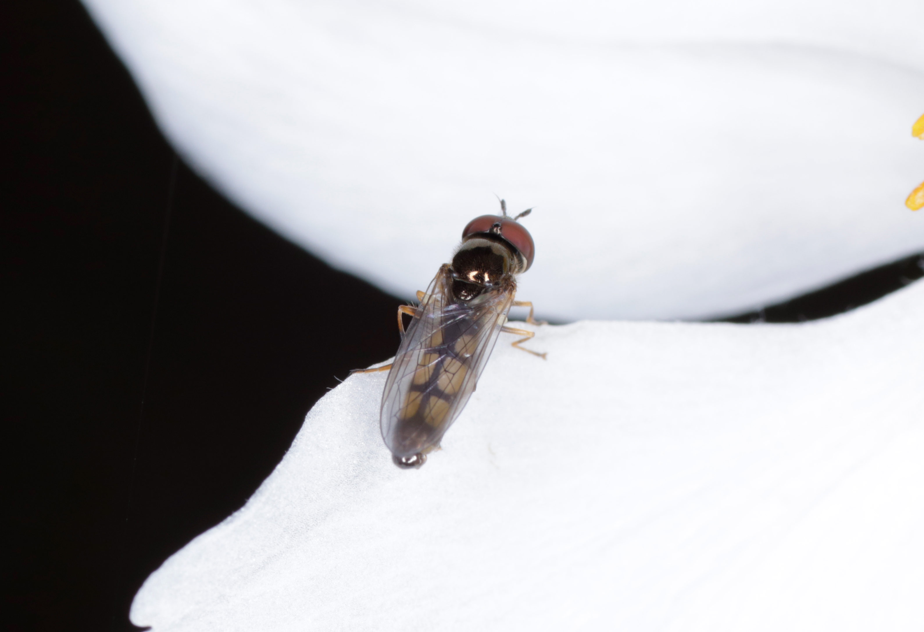 Syrphidae: Melanostoma mellinum